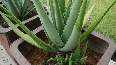 Aloe Vera Ne Zaman Sulanır?