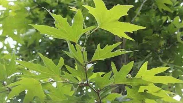 Çınar Yaprağı Ne Zaman Toplanır? Hangi Aylarda?