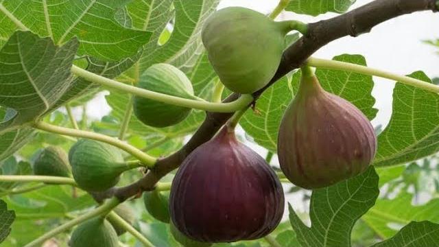 İncir Ne Zaman Budanır? Budama Zamanı