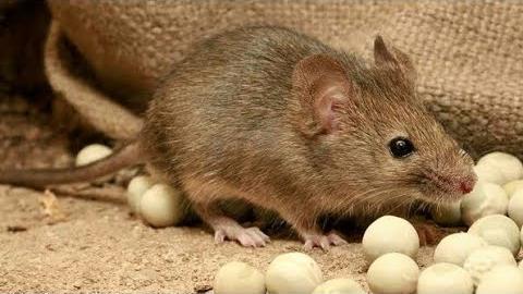 Rüyada Fare Görmek (Rüya Tabiri)
