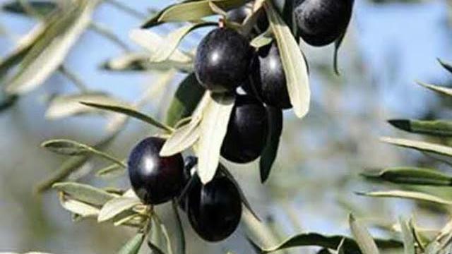 Siyah Zeytin Ne Zaman Toplanır? Hangi Aylarda?