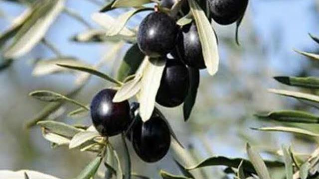 Tüplü Zeytin Fidanı Ne Zaman Ekilir? Hangi Aylarda?