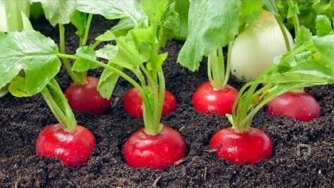 Turp Ne Zaman Ekilir? Hangi Aylarda?