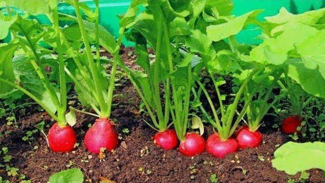 Turp Ne Zaman Toplanır? Hangi Aylarda?