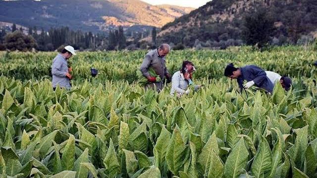 Tütün Ne Zaman Toplanır? Hangi Aylarda?