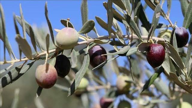 Yağlık Zeytin Ne Zaman Toplanır? Hangi Aylarda?