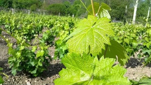 Yaprak Ne Zaman Toplanır? Hangi Aylarda?