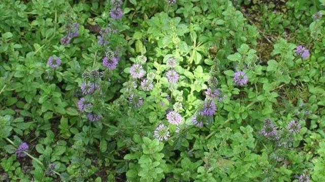 Yarpuz Ne Zaman Toplanır? Hangi Aylarda?