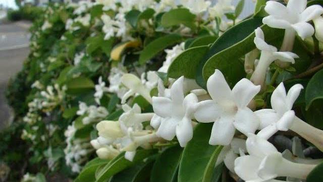 Yasemin Çiçeği Ne Zaman Ekilir? Hangi Aylarda?