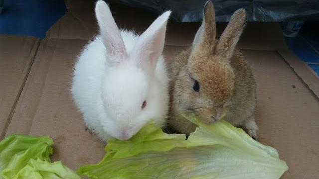 Yavru Tavşan Nasıl Bakılır? Bakımı ve Beslenmesi
