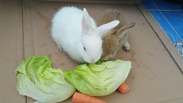 Yavru Tavşan Ne İle Beslenir?