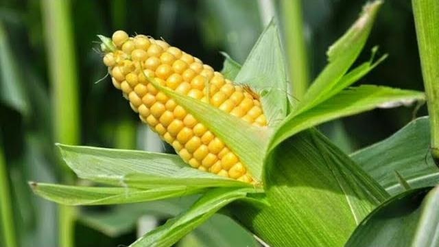 Yaz Mevsimi Sebzeleri