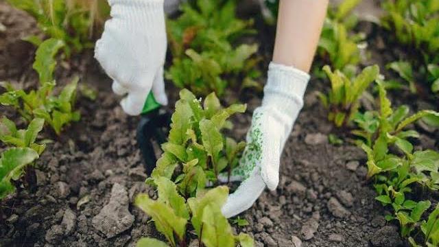 Yaz Sebzeleri Ne Zaman Ekilir? Hangi Aylarda?