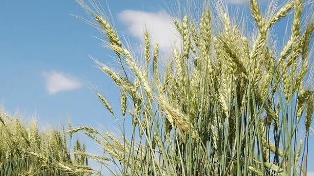 Yazlık Buğday Ne Zaman Ekilir? Hangi Aylarda?