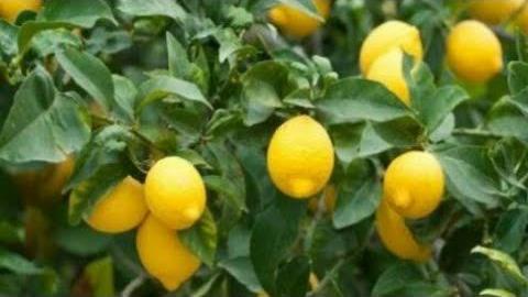 Yediveren Limon Ne Zaman Toplanır? Hangi Aylarda?