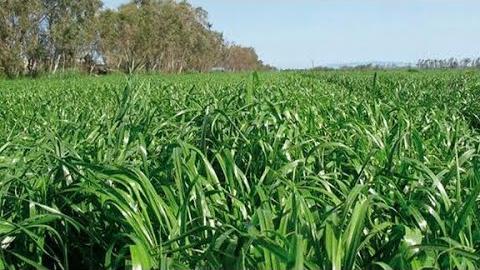 Yem Bezelyesi Ne Zaman Ekilir? Hangi Aylarda?