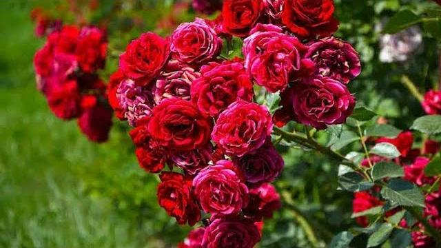 Yeni Dikilen Gül Ne Zaman Sulanır?