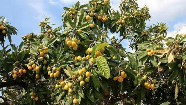 Yeni Dünya Ne Zaman Ekilir? Hangi Aylarda?