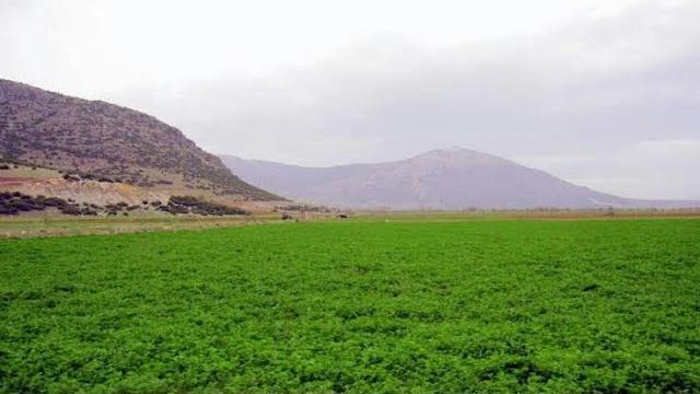 Yeni Ekilen Yonca Ne Zaman Sulanır?