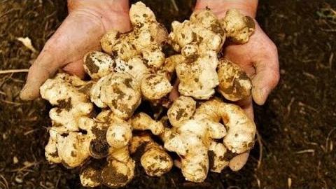 Yer Elması Ne Zaman Ekilir? Hangi Aylarda?