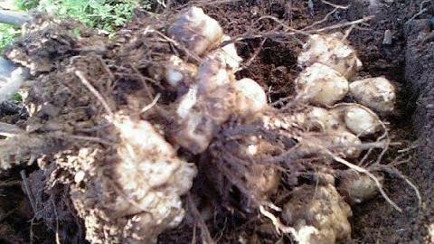 Yer Elması Ne Zaman Toplanır? Hangi Aylarda?