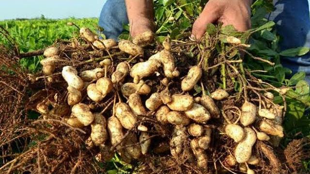 Yer Fıstığı Ne Zaman Ekilir? Hangi Aylarda?