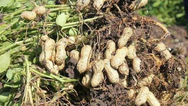 Yer Fıstığı Ne Zaman Toplanır? Hangi Aylarda?