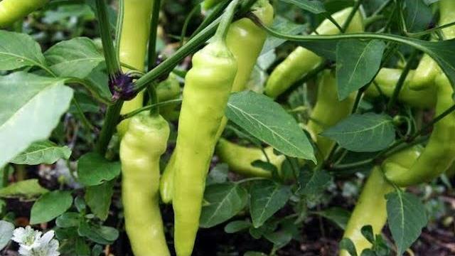 Yeşil Biber Ne Zaman Ekilir? Hangi Aylarda?