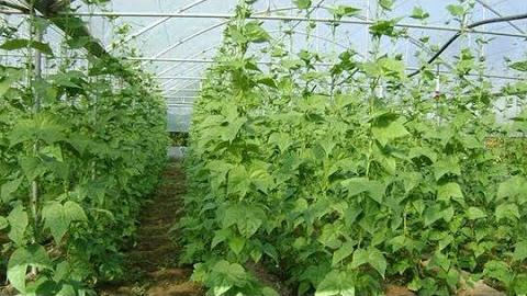 Yeşil Fasulye Ne Zaman Ekilir? Hangi Aylarda?