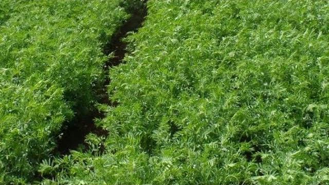 Yeşil Mercimek Ne Zaman Ekilir? Hangi Aylarda?