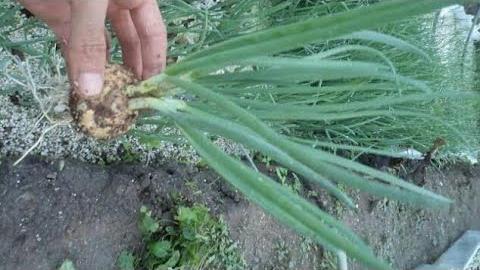 Yeşil Soğan Ne Zaman Toplanır? Hangi Aylarda?