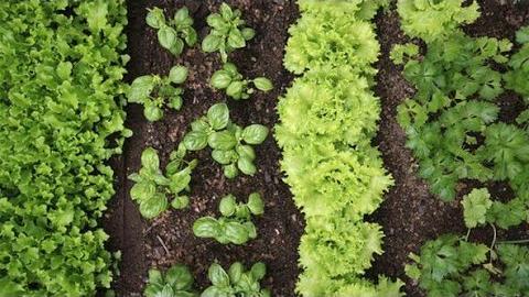 Yeşillik Ne Zaman Ekilir? Hangi Aylarda?