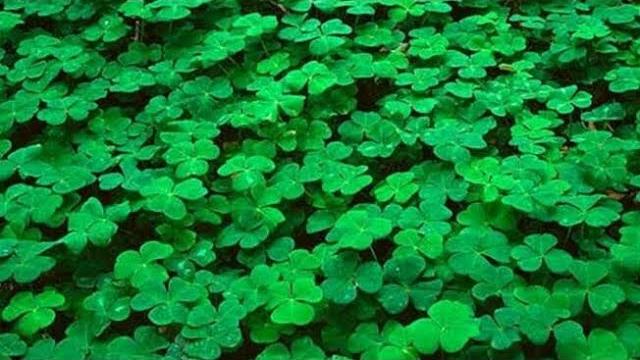 Yonca Ne Zaman Ekilir? Hangi Aylarda?