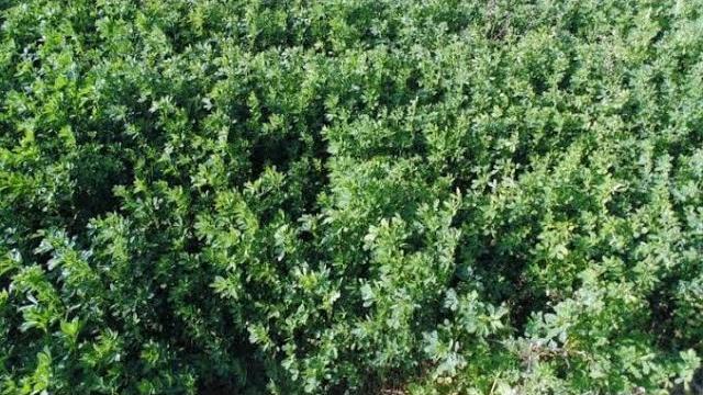 Yonca Ne Zaman Sulanır?