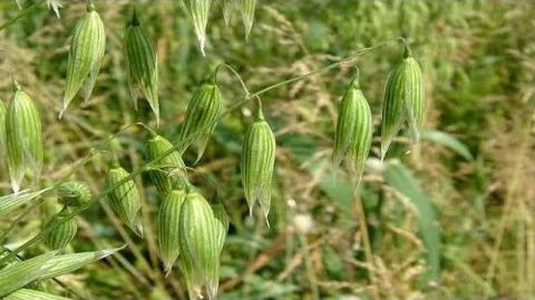 Yulaf Ne Zaman Ekilir? Hangi Aylarda?