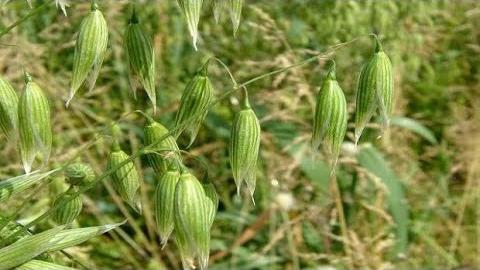 Yulaf Ne Zaman Toplanır? Hangi Aylarda?