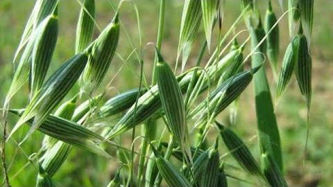 Yulaf Samanı Ne Zaman Toplanır? Hangi Aylarda?