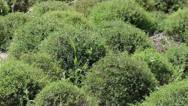 Zahter Ne Zaman Ekilir? Hangi Aylarda?