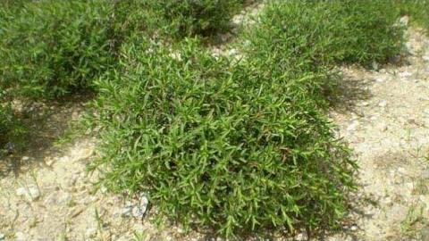 Zahter Ne Zaman Toplanır? Hangi Aylarda?