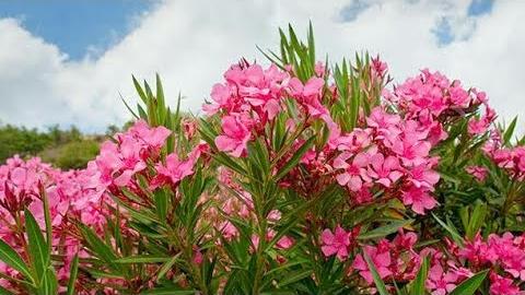 Zakkum Ne Zaman Ekilir? Hangi Aylarda?