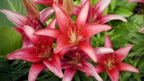 Zambak Ne Zaman Ekilir? Hangi Aylarda?