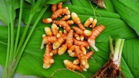 Zerdeçal Ne Zaman Ekilir? Hangi Aylarda?