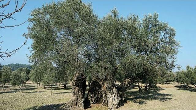 Zeytin Ağacı Ne Zaman Sulanır?