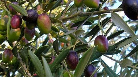 Zeytin Ne Zaman Ekilir? Hangi Aylarda?