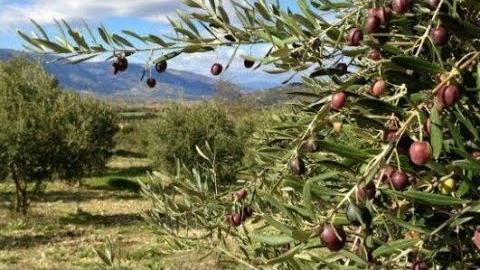 Zeytin Ne Zaman Sulanır?