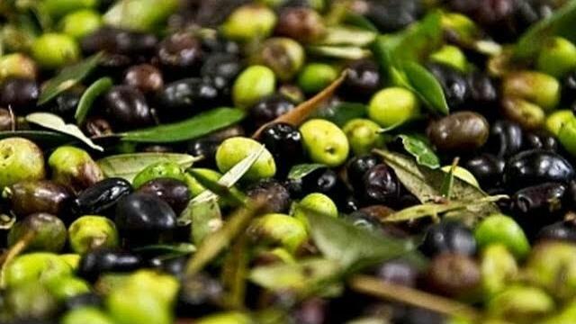 Zeytin Ne Zaman Toplanır? Hangi Aylarda?