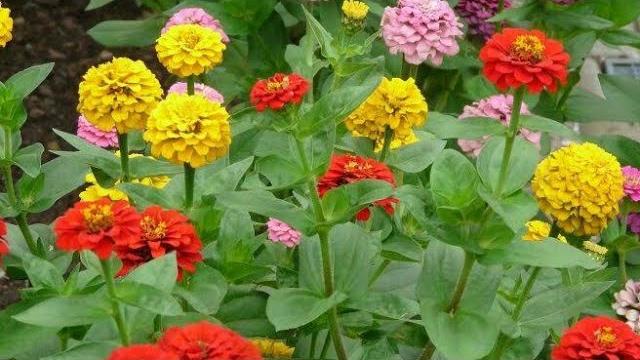 Zinya Çiçeği Ne Zaman Ekilir? Hangi Aylarda?